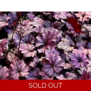 Heuchera 'Happy Purpe'